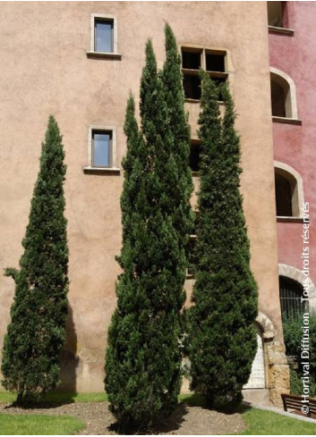 CUPRESSUS sempervirens STRICTA