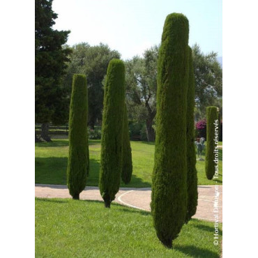 CUPRESSUS sempervirens STRICTA