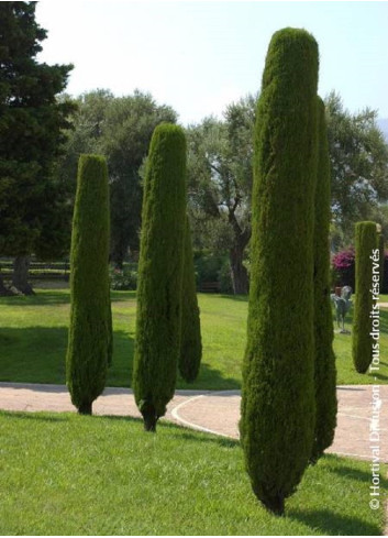 CUPRESSUS sempervirens STRICTA