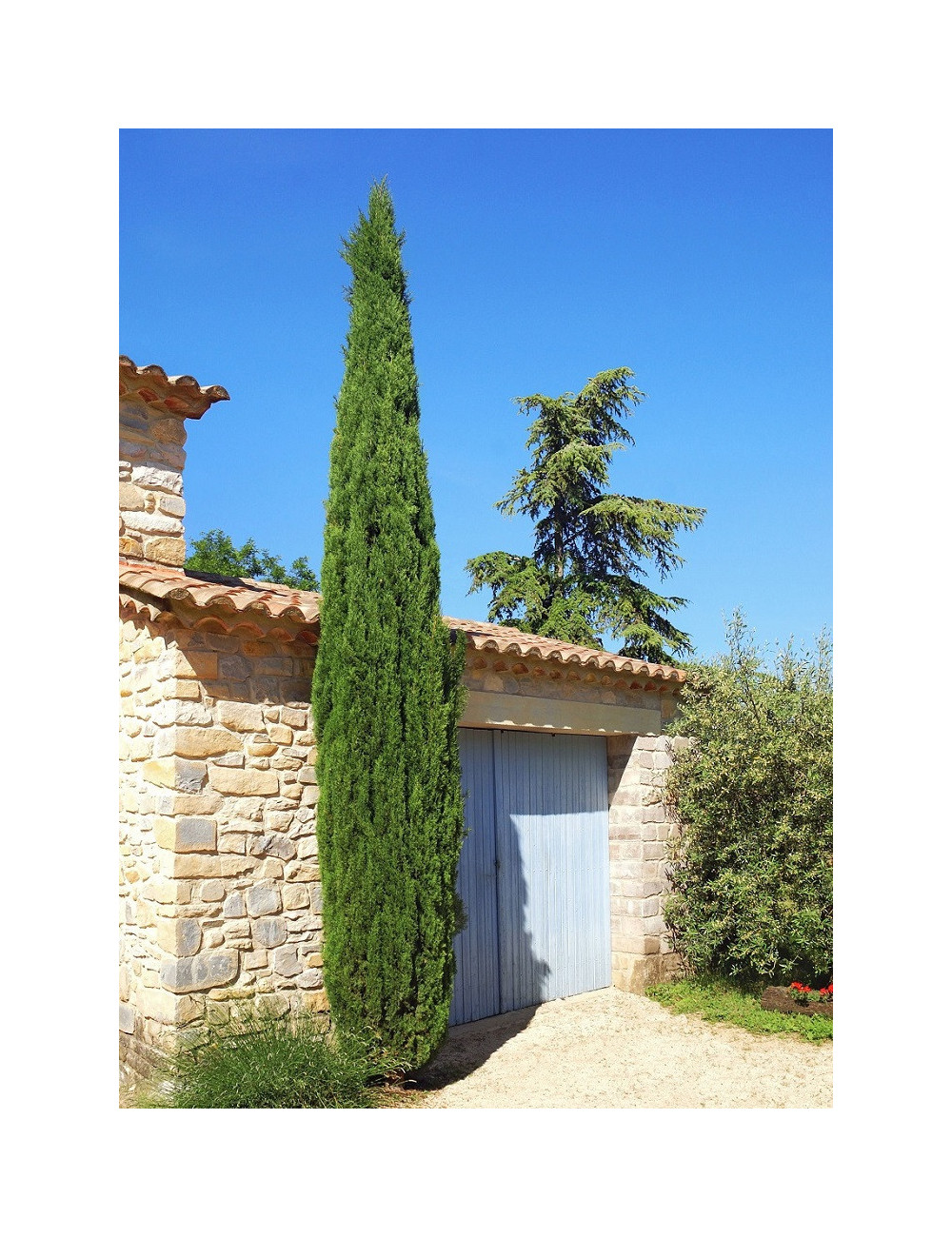 CUPRESSUS sempervirens STRICTA