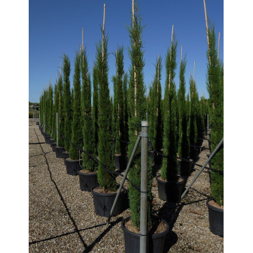 CUPRESSUS sempervirens STRICTA En pot de 35-50 litres