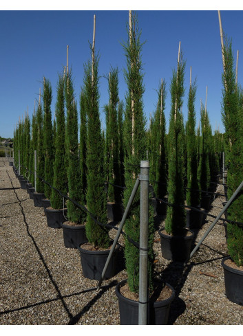 CUPRESSUS sempervirens STRICTA En pot de 35-50 litres