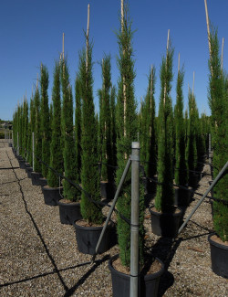 CUPRESSUS sempervirens STRICTA En pot de 35-50 litres hauteur 250-300 cm