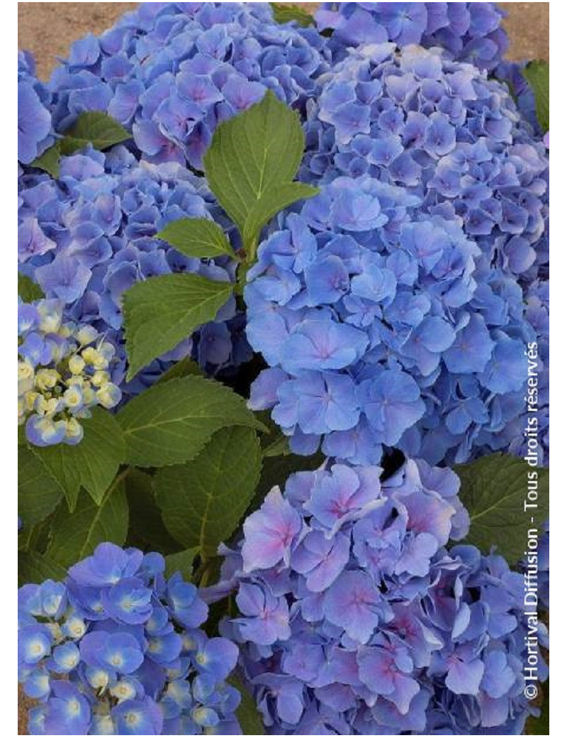 HYDRANGEA BENELUX BLEU HYDRANGEA BENELUX BLEU