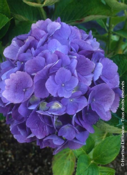 hortensia-bodensee-hydrangea-macrophylla-bodensee-1.jpg