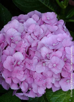 hortensia-bodensee-hydrangea-macrophylla-bodensee-3.jpg