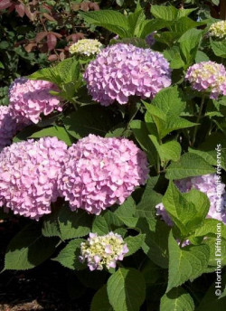 hortensia-endless-summer-original-rose-hydrangea-macrophylla-endless-summer-original-rose.jpg