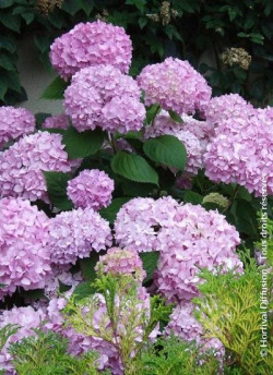 hortensia-endless-summer-original-rose-hydrangea-macrophylla-endless-summer-original-rose-1.jpg
