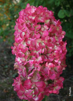 HYDRANGEA paniculata DIAMANT ROUGE