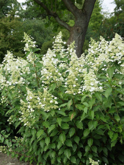 HYDRANGEA paniculata KYUSHU
