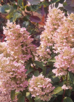 HYDRANGEA paniculata UNIQUE