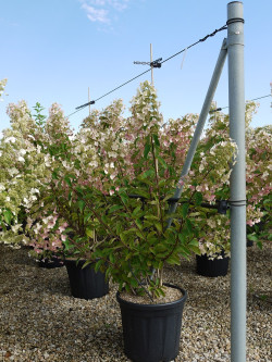 HYDRANGEA paniculata UNIQUE En pot de 15-20 litres