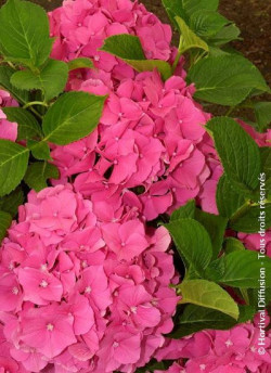 HYDRANGEA ROSITA