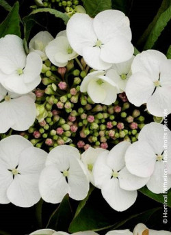 HYDRANGEA TELLER WEISS