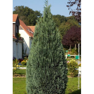 CHAMAECYPARIS lawsoniana COLUMNARIS