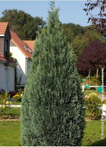 CHAMAECYPARIS lawsoniana COLUMNARIS