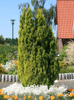 CHAMAECYPARIS lawsoniana ELLWOOD'S GOLD