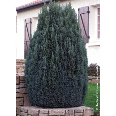 CHAMAECYPARIS lawsoniana ELLWOODII