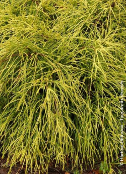 CHAMAECYPARIS pisifera SUNGOLD