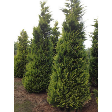 CHAMAECYPARIS lawsoniana GOLDEN WONDER