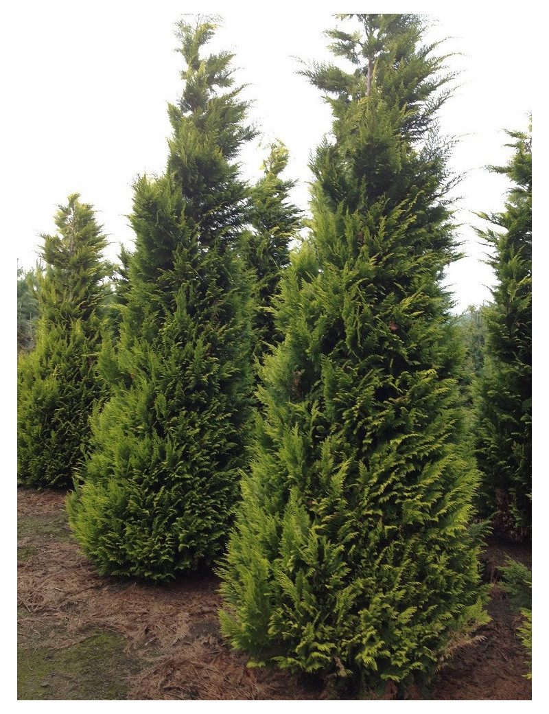 CHAMAECYPARIS lawsoniana GOLDEN WONDER