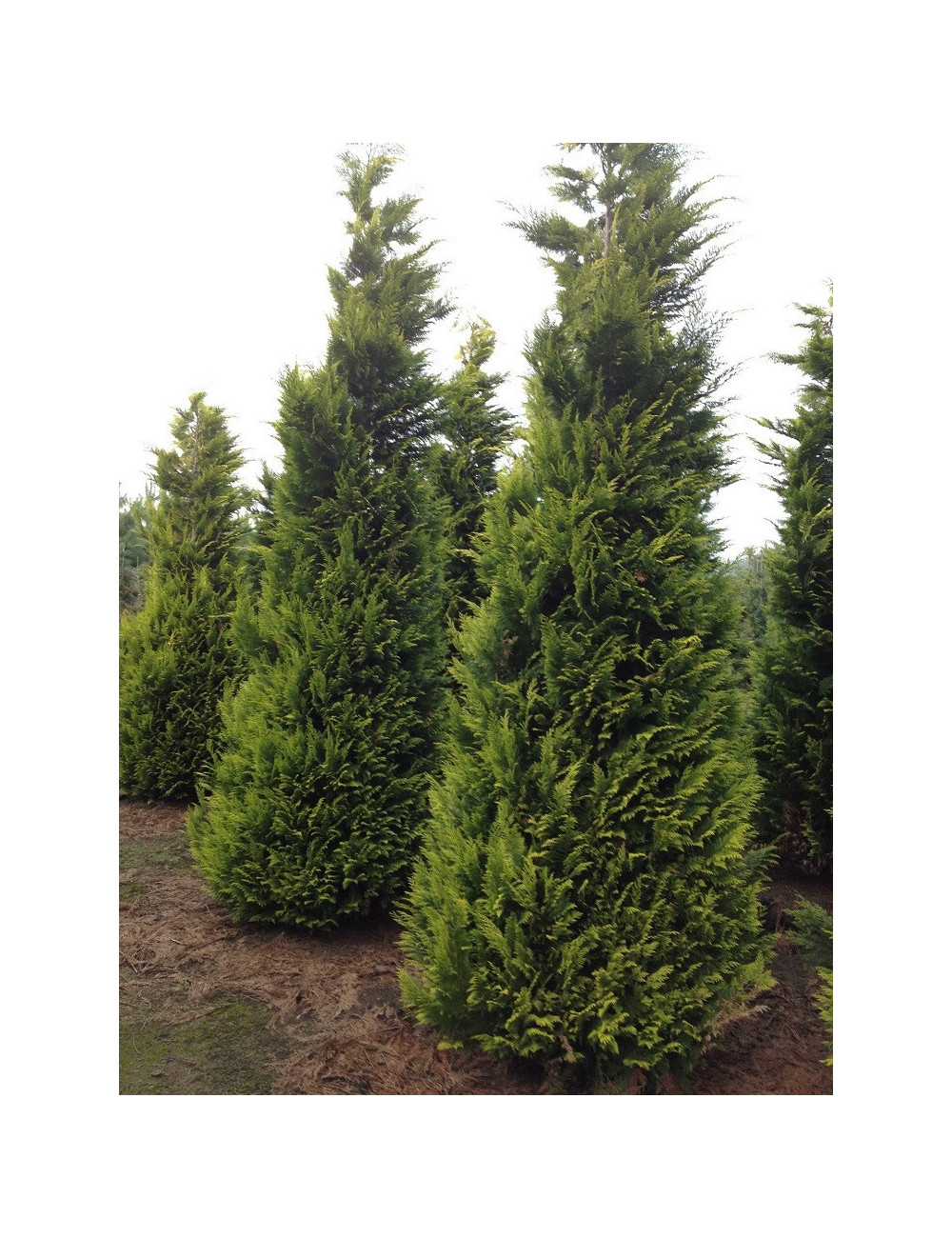 CHAMAECYPARIS lawsoniana GOLDEN WONDER