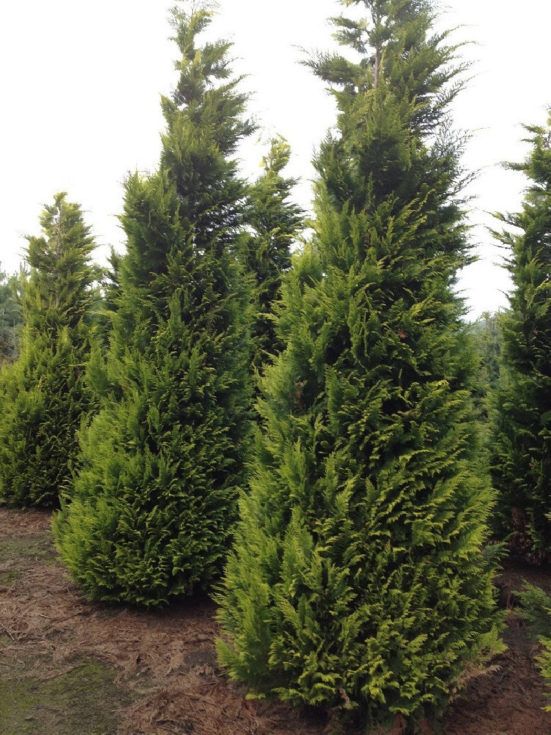 CHAMAECYPARIS lawsoniana GOLDEN WONDER