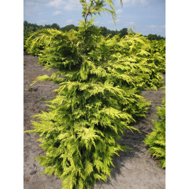 CHAMAECYPARIS lawsoniana GOLDEN WONDER