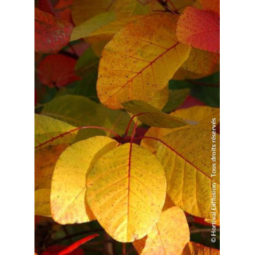 COTINUS coggygria FLAME