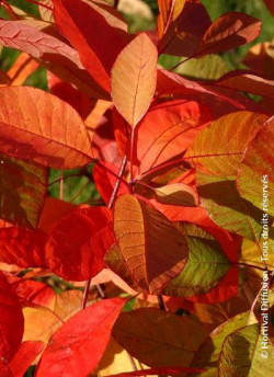 COTINUS coggygria FLAME