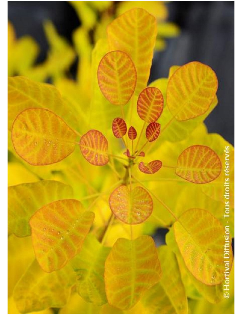 COTINUS coggygria GOLDEN LADY