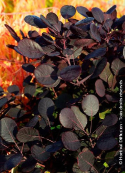 arbre-a-perruques-lilla-cotinus-coggygria-lilla-1.jpg