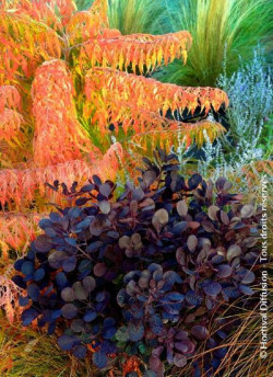 arbre-a-perruques-lilla-cotinus-coggygria-lilla.jpg