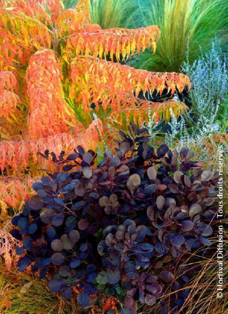 arbre-a-perruques-lilla-cotinus-coggygria-lilla.jpg