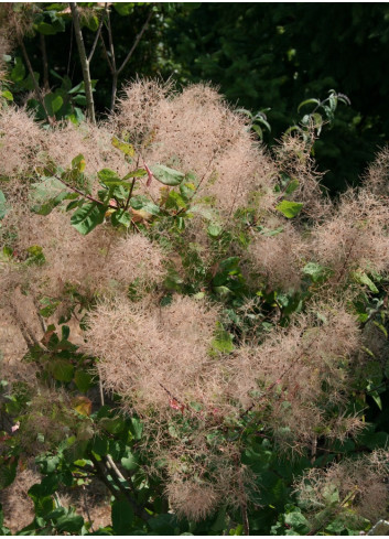 COTINUS coggygria