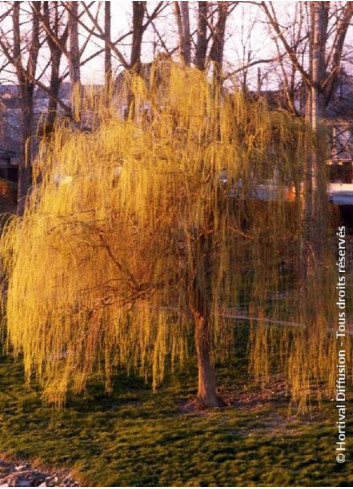 SALIX sepulcralis TRISTIS