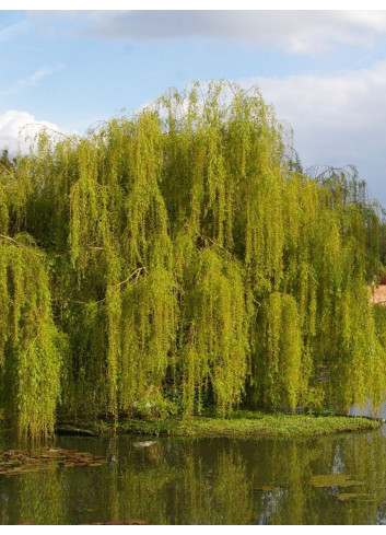 SALIX sepulcralis TRISTIS