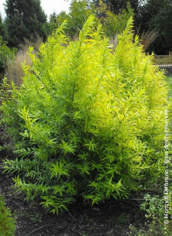 SALIX udensis GOLDEN SUNSHINE