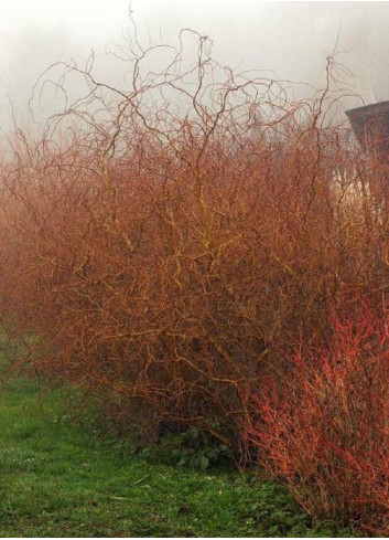 SALIX sepulcralis ERYTHROFLEXUOSA