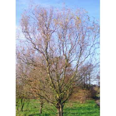 SALIX sepulcralis ERYTHROFLEXUOSA