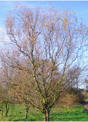 SALIX sepulcralis ERYTHROFLEXUOSA