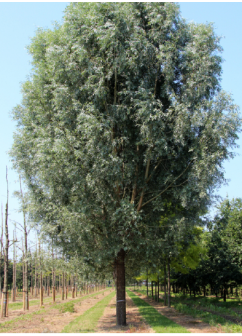 SALIX alba