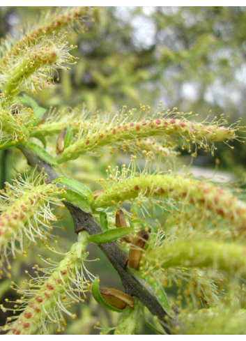 SALIX alba