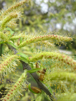 SALIX alba
