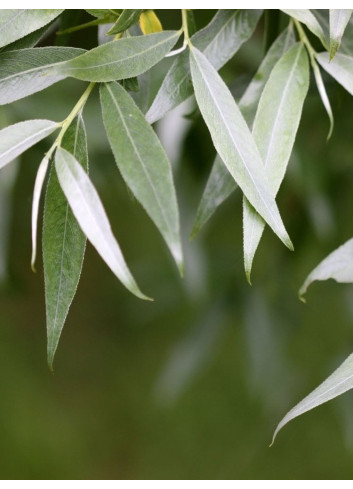 SALIX alba