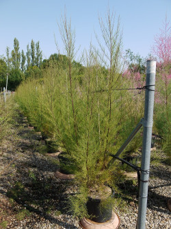 TAMARIX En pot de 15-20 litres