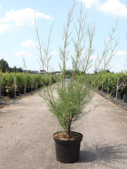 TAMARIX En pot de 10-12 litres