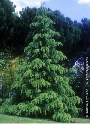 CEDRUS deodara