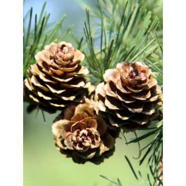 CEDRUS deodara