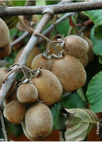 KIWI autofertile SOLOSSIMO